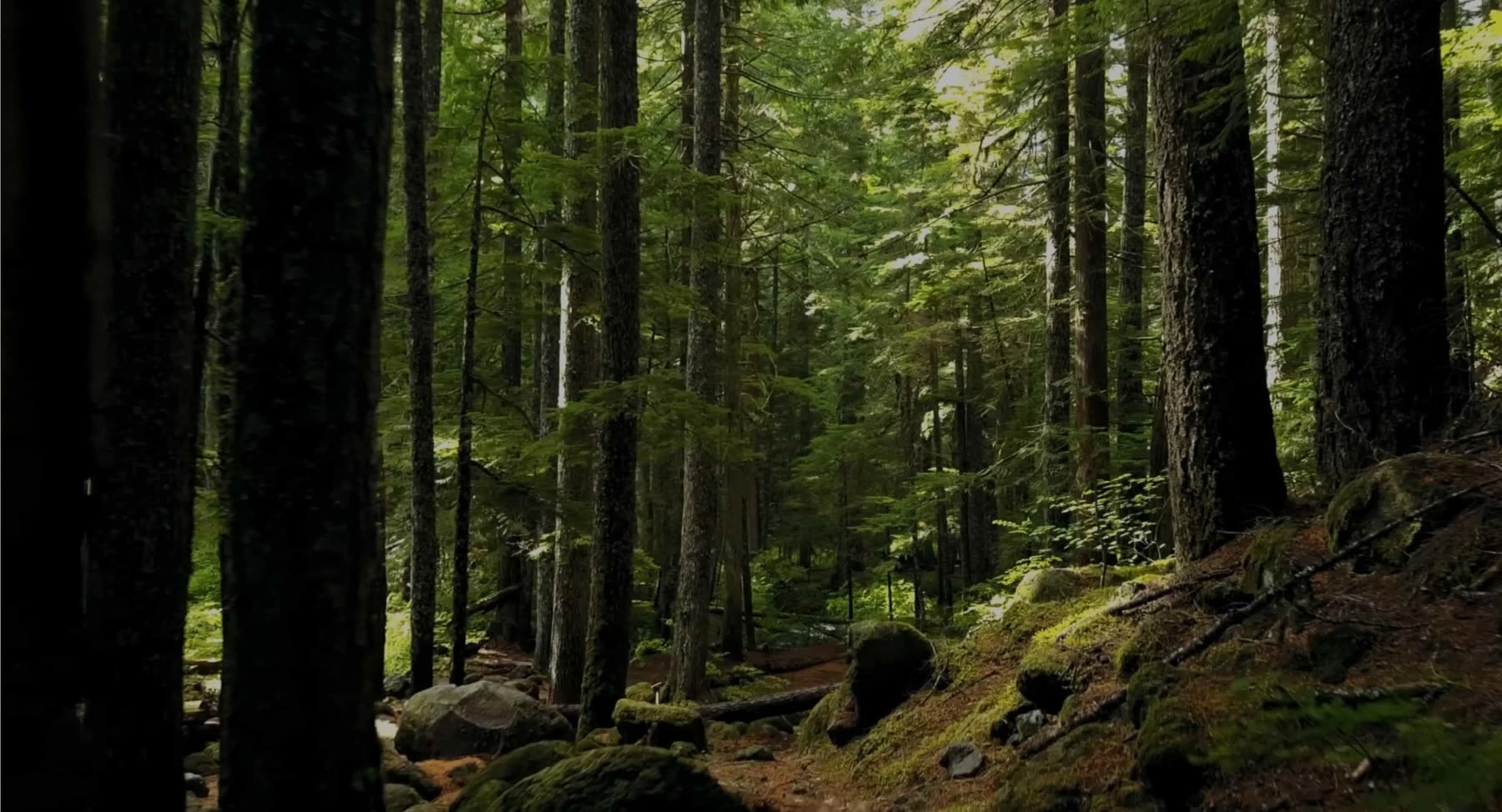 Bosque