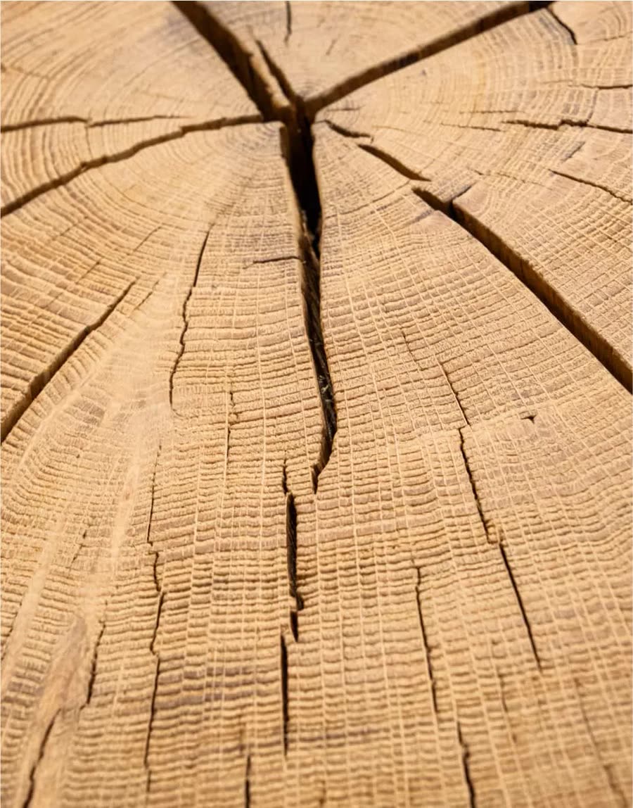 Sección de un tronco de roble